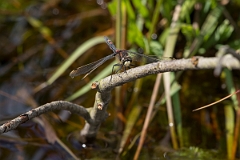 David Plant Photography - Wildlife Photography - White-faced darter - C